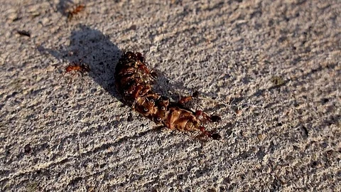 Ants team up to drag a bug away to eat. Stock Footage 73786192
