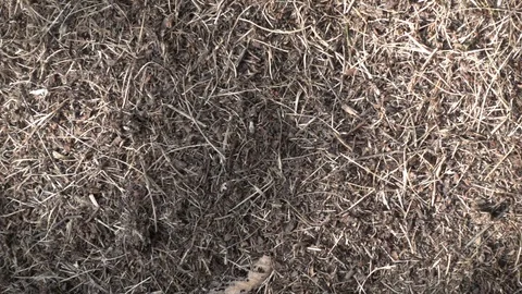 Ants team works in anthill. Ant colony background. Slow motion, 240 fps Video stock 123534880