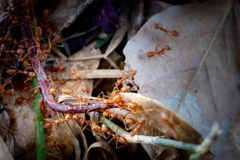 Ants teamwork and carry insect to nest Stock Photos