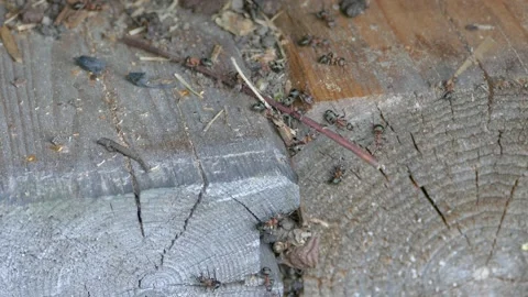 Ants teamwork, ant colony building nest Stock Footage 217051435