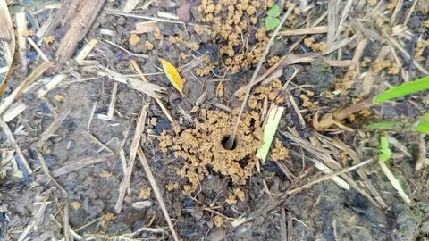 Ants Teamwork Carrying Bone into Underground Nest Hole Stockbeeldmateriaal 332315473