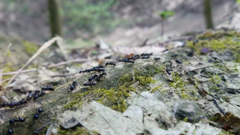 Ants teamwork Stock Footage 106727456