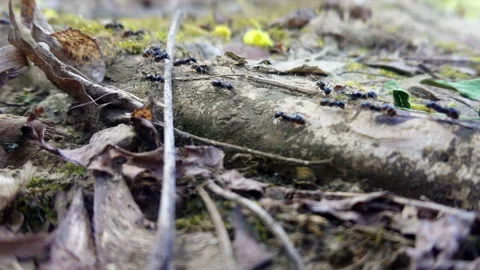 Ants teamwork Stock Footage 106727805