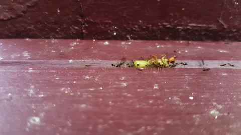 Ants teamwork insect macro closeup nature wildlife scavengers cooperation Stock Footage 301892827