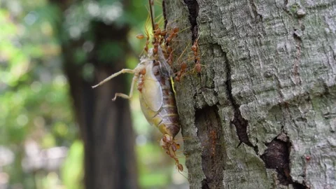Ants teamwork to kill big insect Stock Footage 90021277