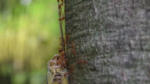 Ants teamwork to kill big insect Stock Footage 90022141