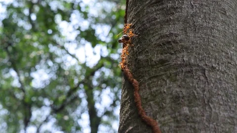 Ants teamwork to kill big insect Stock Footage 90099552