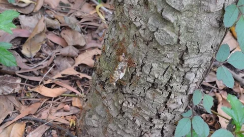 Ants teamwork to kill big insect Stock Footage 90105013