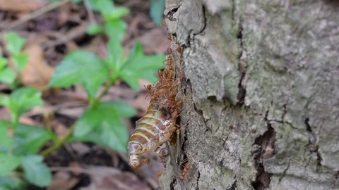 Ants teamwork to kill big insect Stock Footage 90105021