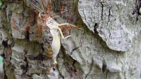 Ants teamwork to kill big insect Stock Footage 90106340