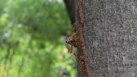 Ants teamwork to kill big insect Stock Footage 90134608
