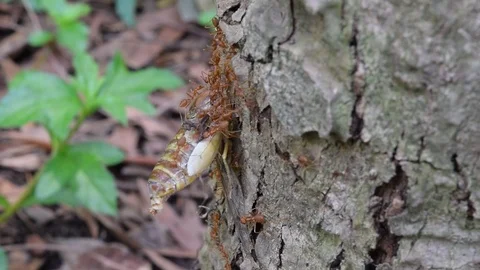 Ants teamwork to kill big insect Stock Footage 90134961
