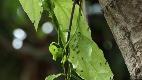 Ants teamwork making their nests in the leafs. Stock Footage 90106141