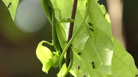 Ants teamwork making their nests in the leafs. Stock Footage 90106199