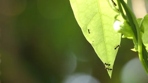 Ants teamwork making their nests in the leafs. Stock-Footage 90107637
