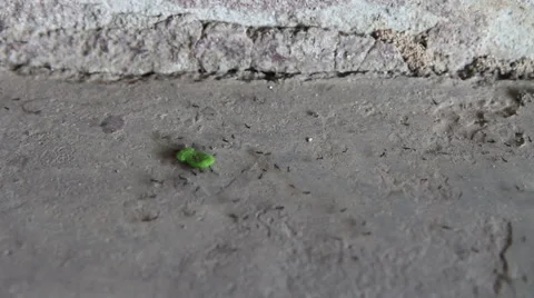 Ants teamwork take a feed to the nest Stock Footage 67184112