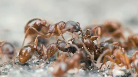 Ants teamwork. Working Stock Footage 84166162