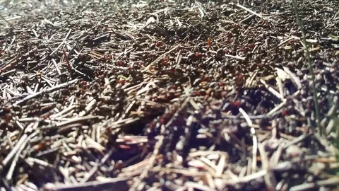 Ants teeming on a heep Stock Footage 74912331