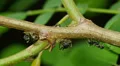 Ants tend Black Locust Treehoppers 2 HD Footage