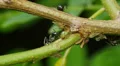 Ants tend Black Locust Treehoppers 4 HD Footage