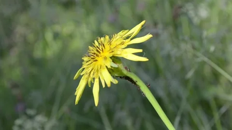 Ants tending an aphid colony Video stock 155433688