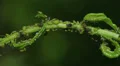 Ants tending Aphids 1 HD Footage