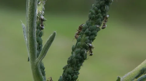 Ants tending aphids Stock Footage 881984