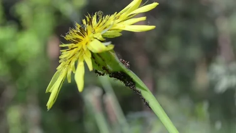 Ants tending a colony of aphids 2 Video stock 155435637