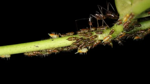 Ants tending a colony of aphids Stock Footage