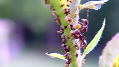 Ants Tending to Green Apple Aphids on an Apple Tree Branch, 4k 스톡 동영상 340535597