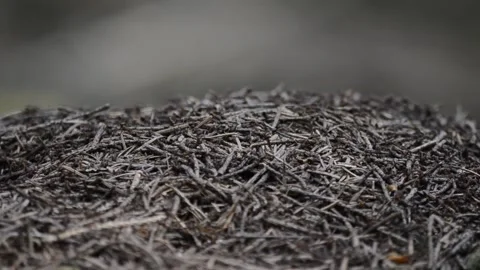 Ants on their ant construction Stock Footage 171714839