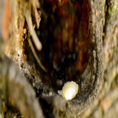 Ants in their anthill in tree Stock Footage 69546729