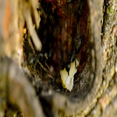 Ants in their anthill in tree Stock Footage 69546861