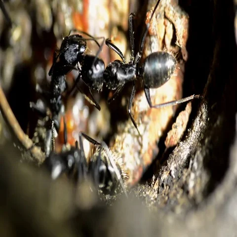 Ants in their anthill in tree Stock Footage 69546909
