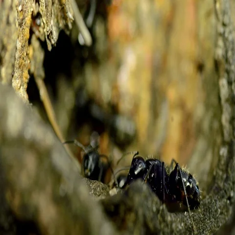 Ants in their anthill in tree Stock Footage 69547010
