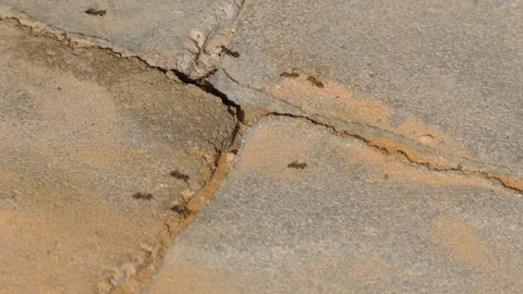Ants with their eggs migrate to a new anthill Stock Footage 94135603
