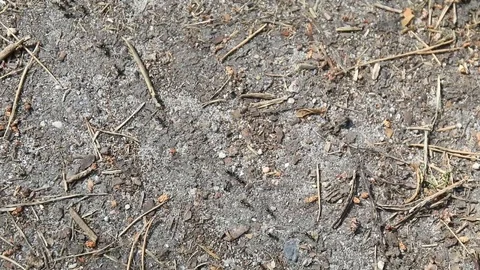 Ants on their freeway Stock Footage 103057500