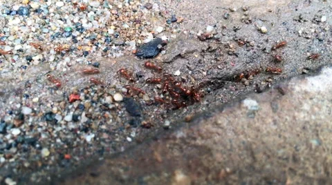 Ants at their nest Stock Footage 66691598