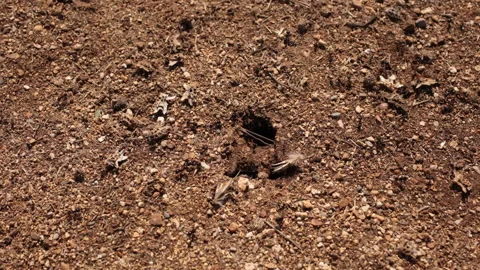 Ants at their nest time lapse Stock Footage 100790993