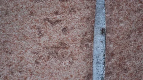 Ants on their way Stock Footage 65096958