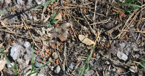 Ants on their way Stock Footage 103057485