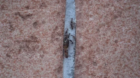 Ants on the tiled wall Stock Footage 65096396