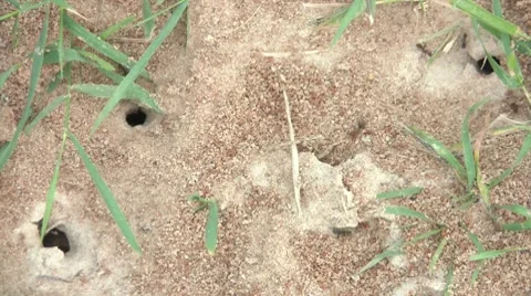 Ants Time Lapse Stock Footage 7751956