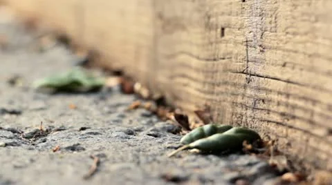 Ants time lapse Stock Footage 11127458