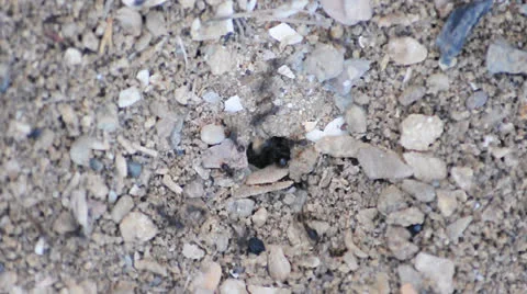 Ants timelapse 720p Stock Footage 25335110