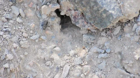 Ants timelapse 720p Stock Footage 25445727