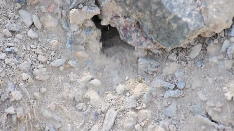 Ants timelapse 720p Stock Footage 25447513