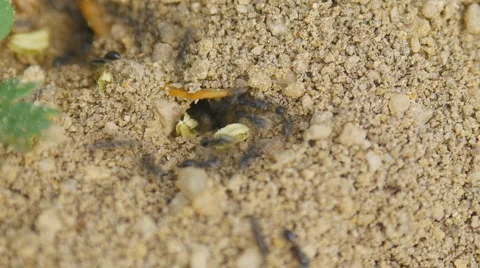 Ants - Timelapse, bugs Vídeo Stock 2923767