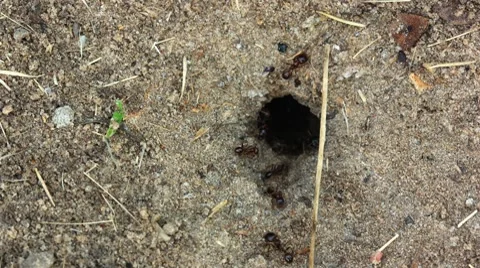 Ants. Timelapse. Видео 7729132