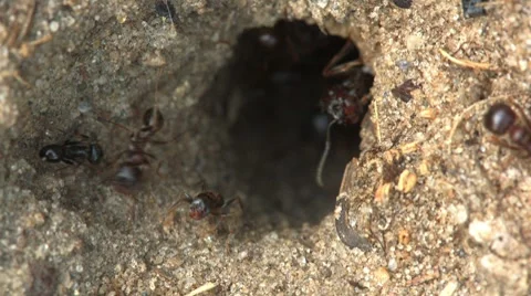 Ants. Timelapse. Stock Footage 7729136